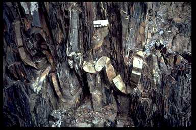 Buckle folds in sandstone with axial plane cleavage in slate. Cox's Cove, Newfoundland.